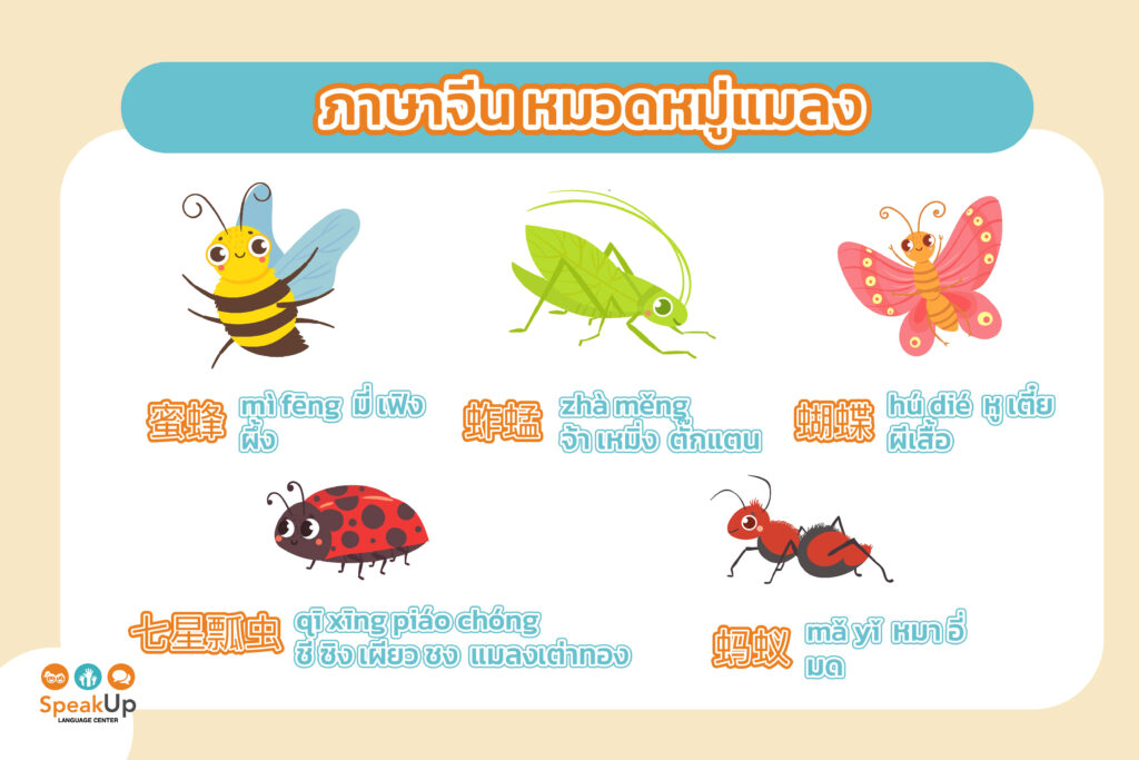 คำศัพท์สัตว์ภาษาจีน หมวดหมู่แมลง