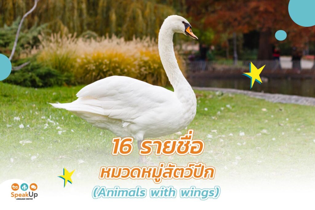 16 รายชื่อหมวดหมู่สัตว์ปีก (Animals with wings)