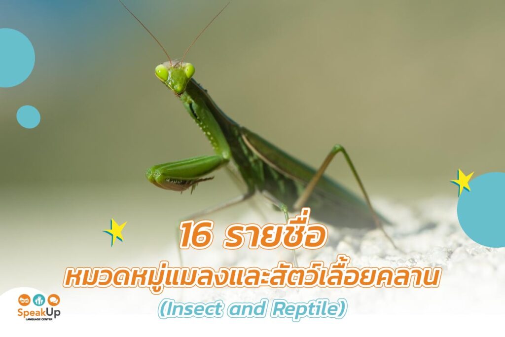 16 รายชื่อหมวดหมู่แมลงและสัตว์เลื้อยคลาน (Insect and Reptile)