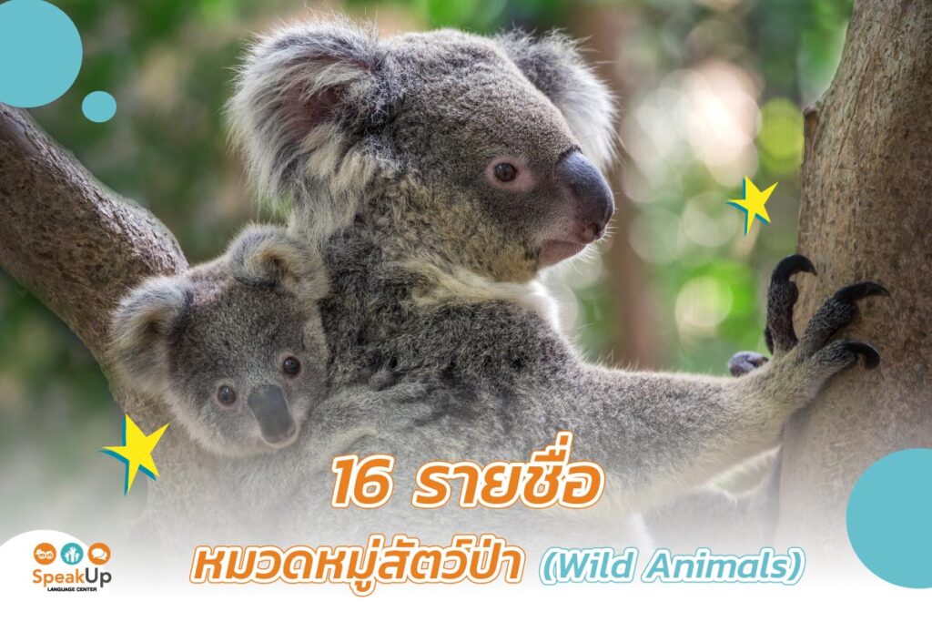 16 รายชื่อหมวดหมู่สัตว์ป่า (Wild Animals)