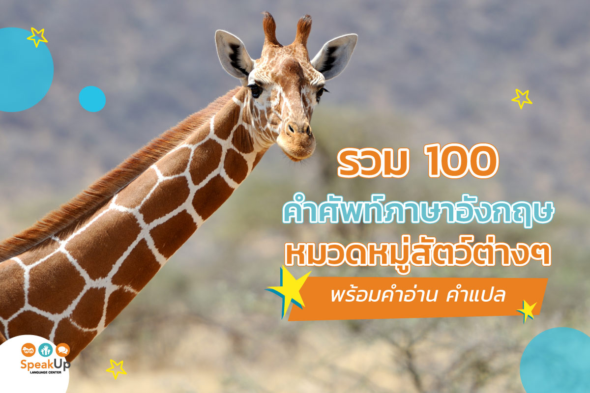 รวม 100 คําศัพท์ภาษาอังกฤษหมวดหมู่สัตว์ต่างๆ พร้อมคำอ่าน คำแปล